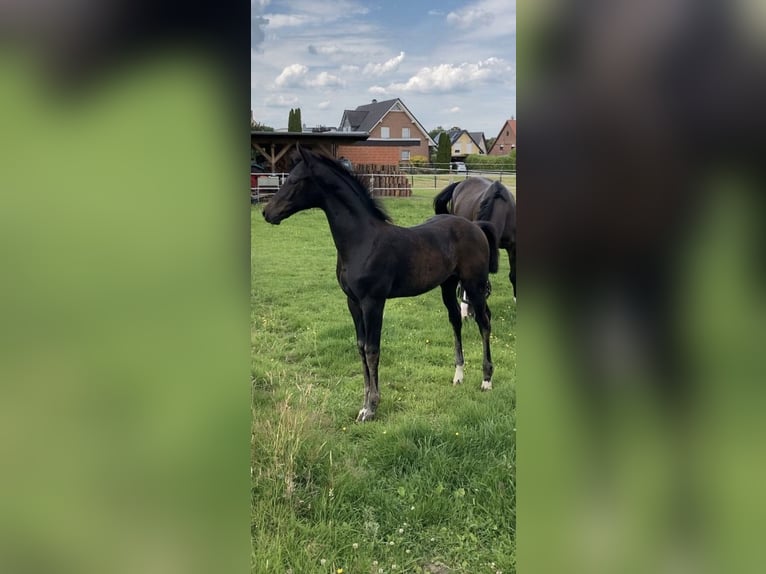 Westfalisk häst Valack 1 år 175 cm Rökfärgad svart in Emsbüren