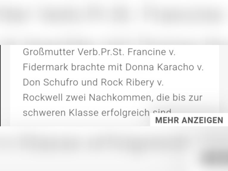 Westfalisk häst Valack 1 år Brun in Frankenberg (Eder)