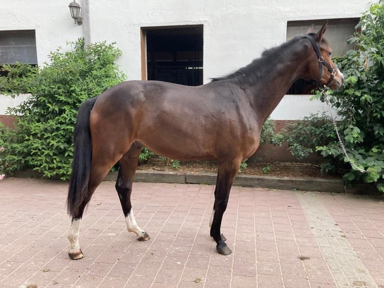 Westfalisk häst Valack 2 år 161 cm Mörkbrun in Uedem