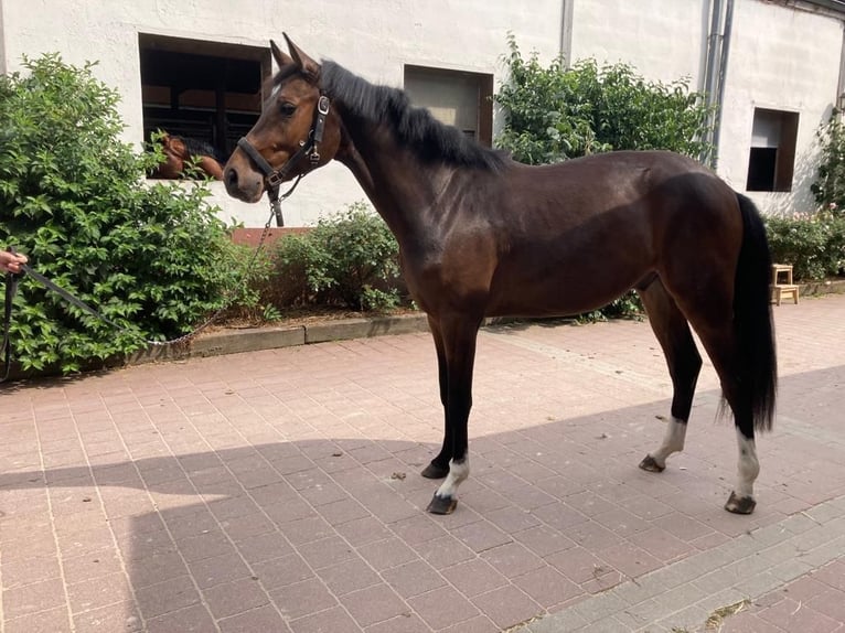 Westfalisk häst Valack 2 år 161 cm Mörkbrun in Uedem