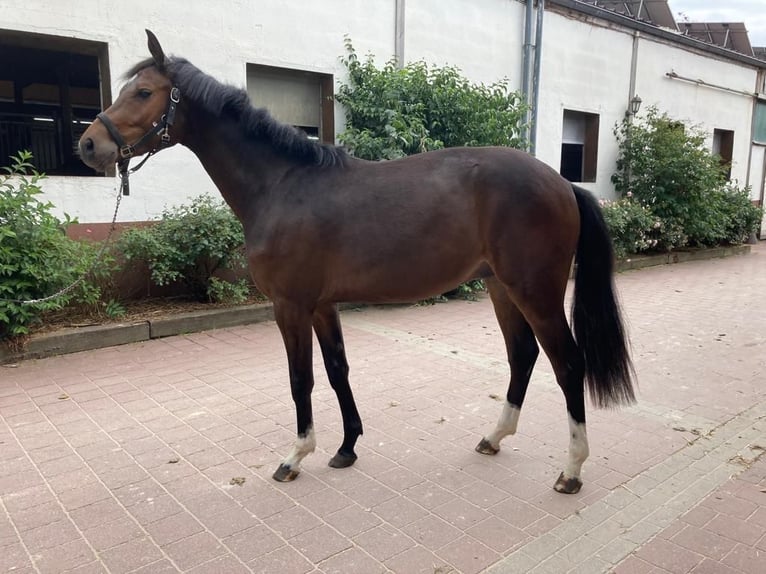 Westfalisk häst Valack 2 år 161 cm Mörkbrun in Uedem