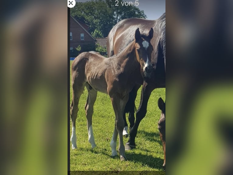 Westfalisk häst Valack 2 år 161 cm Mörkbrun in Uedem