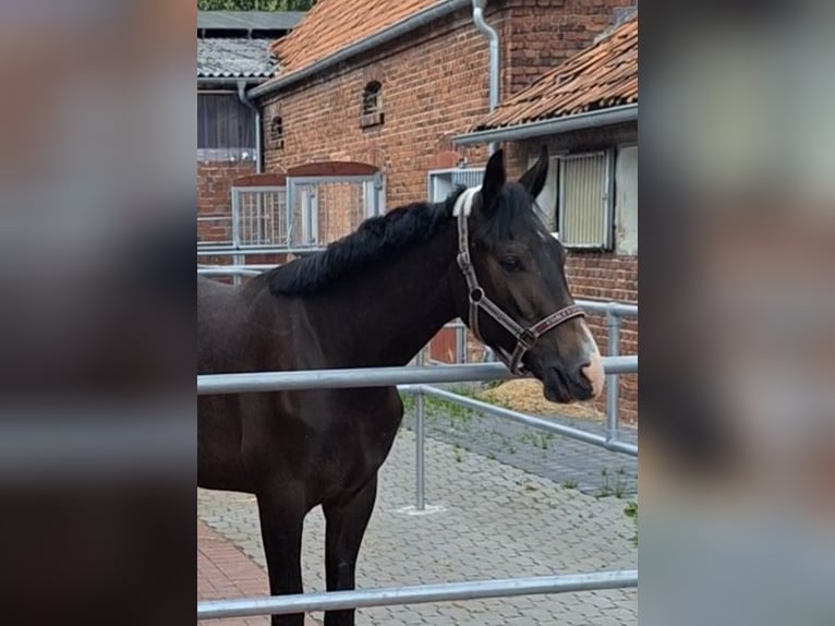 Westfalisk häst Valack 2 år 170 cm Grå-mörk-brun in Drensteinfurt