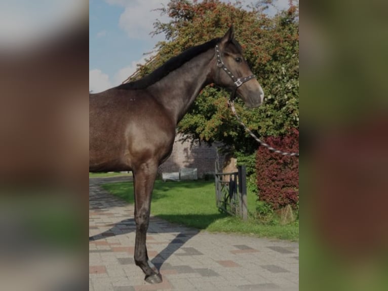 Westfalisk häst Valack 2 år 170 cm Grå-mörk-brun in Drensteinfurt
