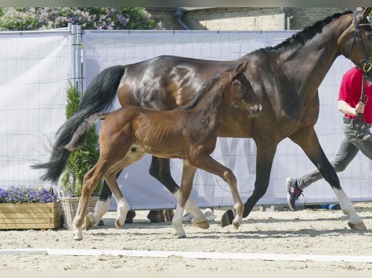 Westfalisk häst Valack 2 år Mörkbrun in Hamm