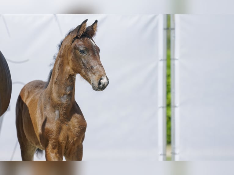 Westfalisk häst Valack 2 år Mörkbrun in Hamm