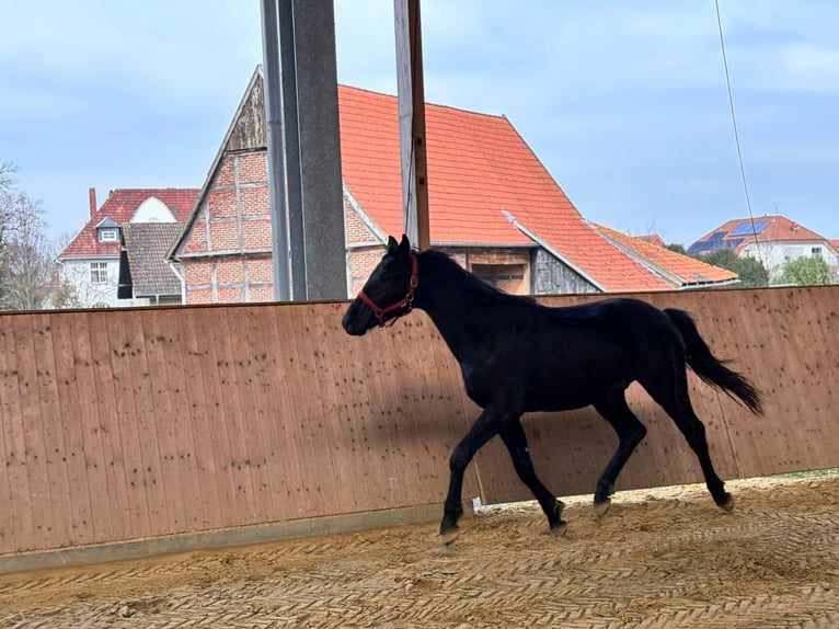 Westfalisk häst Valack 2 år Svart in Bad Sassendorf