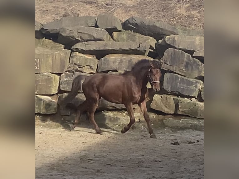 Westfalisk häst Valack 3 år 156 cm Fux in LindlarLindlar