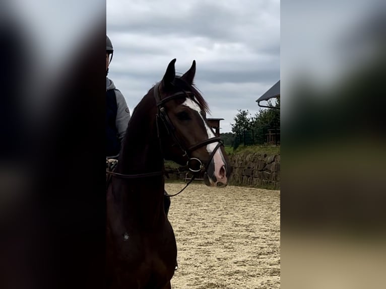 Westfalisk häst Valack 3 år 157 cm Brun in Lindlar