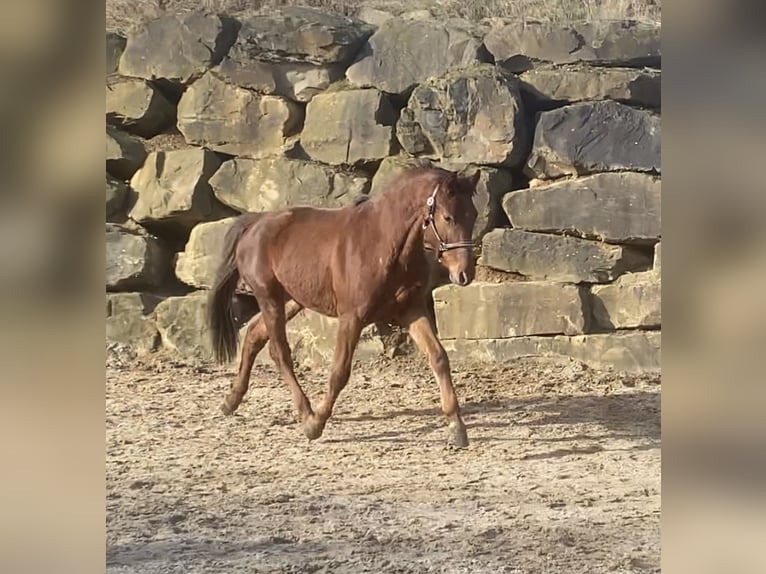 Westfalisk häst Valack 3 år 160 cm Fux in Lindlar