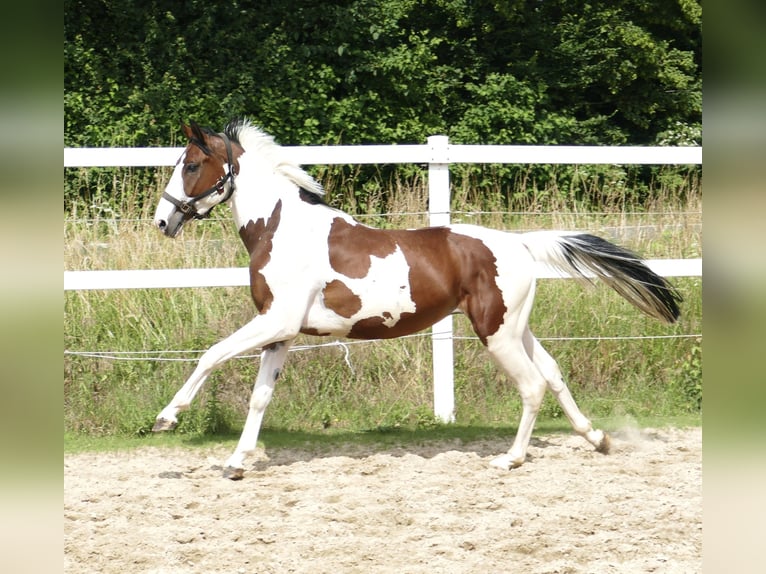 Westfalisk häst Valack 3 år 160 cm Pinto in Borgentreich