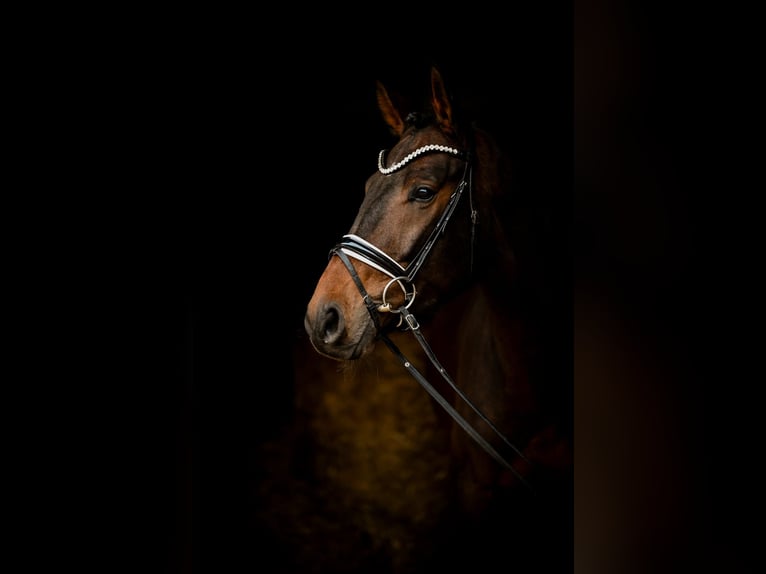 Westfalisk häst Valack 3 år 163 cm Brun in Uedem