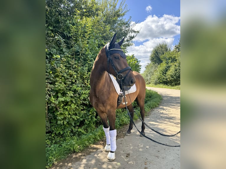 Westfalisk häst Valack 3 år 164 cm Brun in Roeser