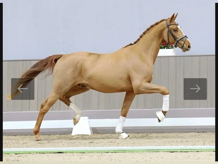 Westfalisk häst Valack 3 år 165 cm fux in Münster