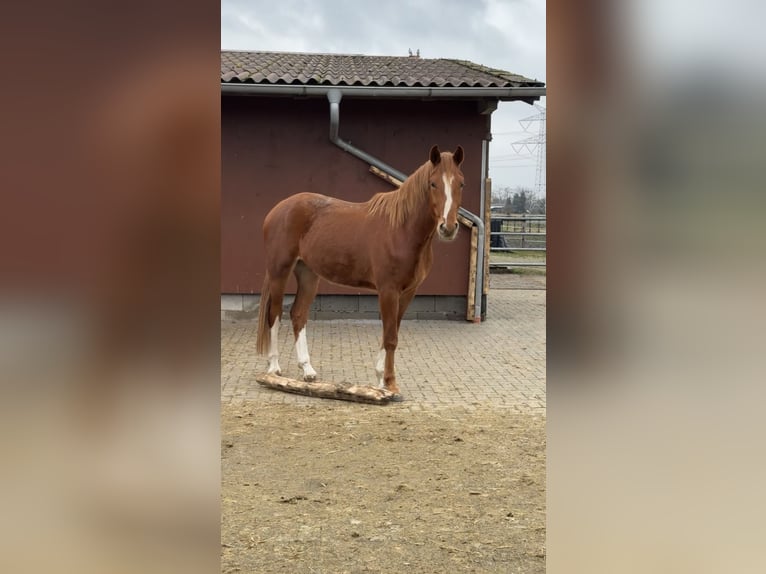 Westfalisk häst Valack 3 år 165 cm fux in Westerstede
