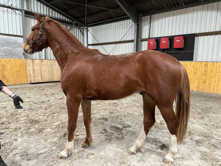 Westfalisk häst Valack 3 år 165 cm fux in Westerstede