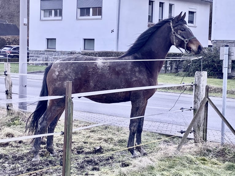 Westfalisk häst Valack 3 år 166 cm Brun in Bad Berleburg