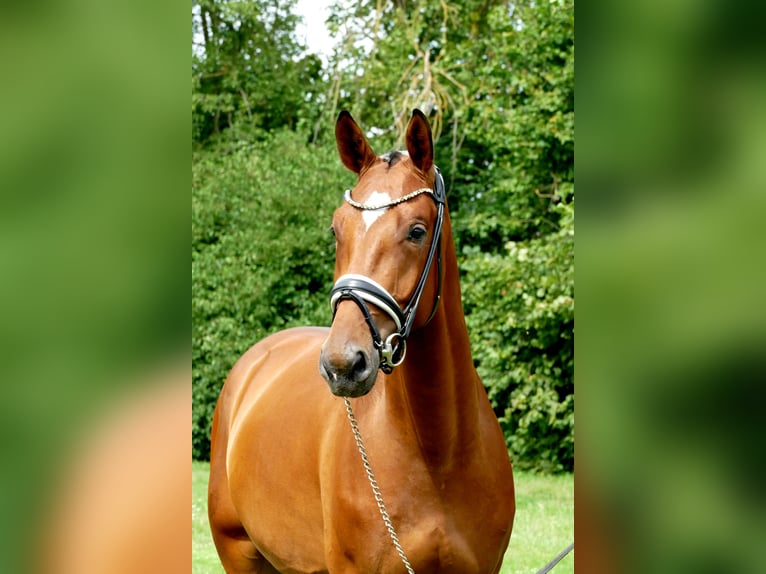 Westfalisk häst Valack 3 år 170 cm Brun in Lippetal