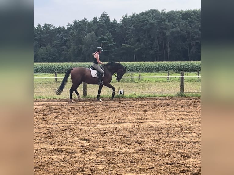 Westfalisk häst Valack 3 år 170 cm Brun in Greven