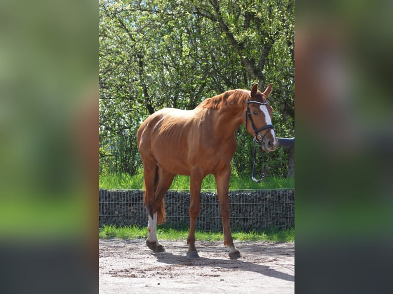 Westfalisk häst Valack 3 år 175 cm fux in Nohfelden