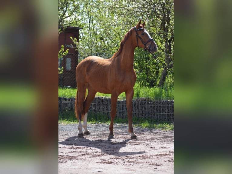Westfalisk häst Valack 3 år 175 cm fux in Nohfelden