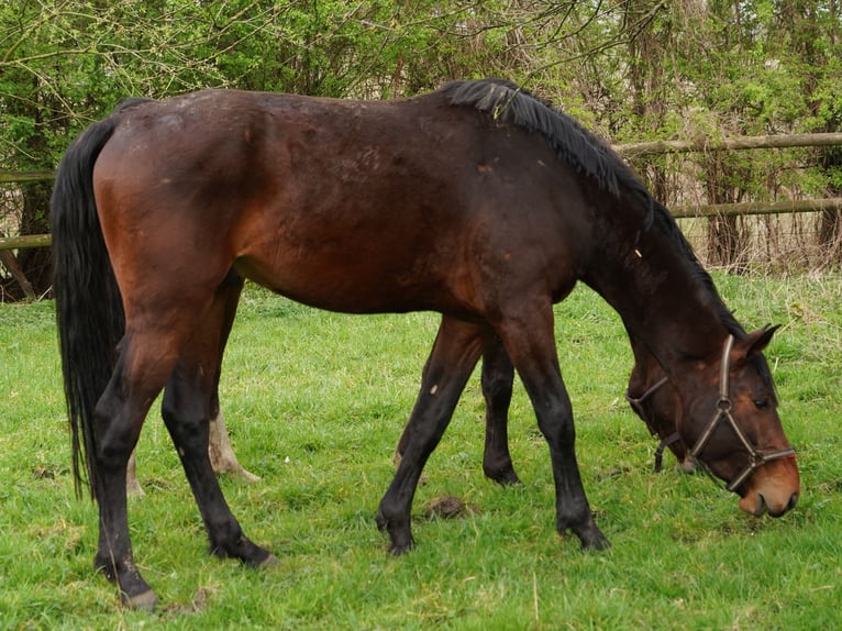 Westfalisk häst Valack 3 år Brun in Hamm
