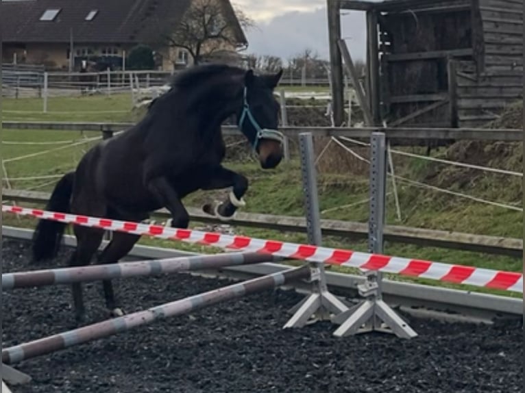 Westfalisk häst Valack 4 år 160 cm Rökfärgad svart in Neunburg vorm Wald