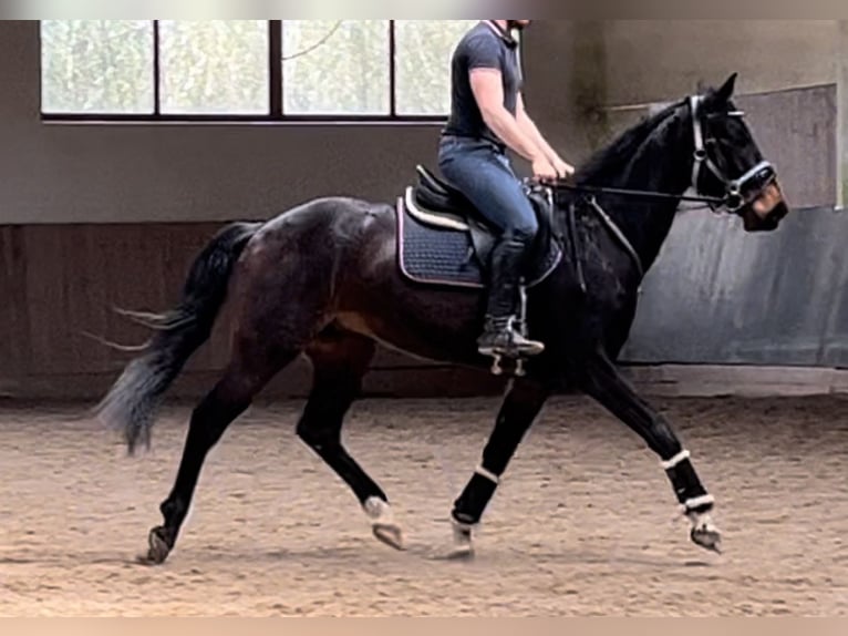 Westfalisk häst Valack 4 år 160 cm Rökfärgad svart in Neunburg vorm Wald
