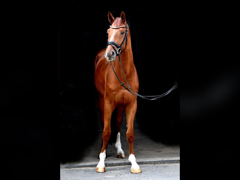Westfalisk häst Valack 4 år 162 cm fux in Greven