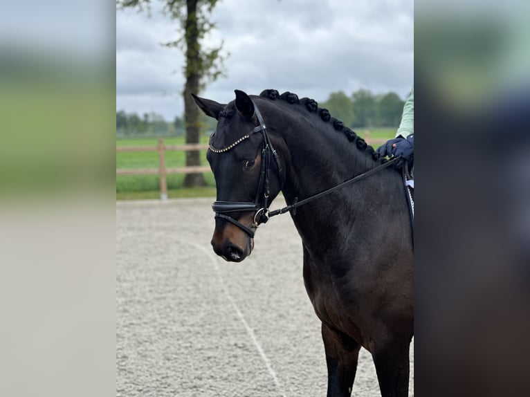 Westfalisk häst Valack 4 år 162 cm Mörkbrun in Emlichheim