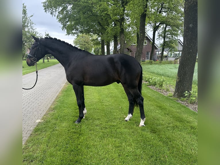 Westfalisk häst Valack 4 år 162 cm Mörkbrun in Emlichheim