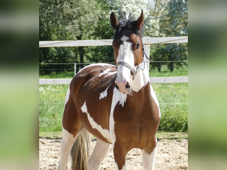 Westfalisk häst Valack 4 år 162 cm Pinto in Borgentreich