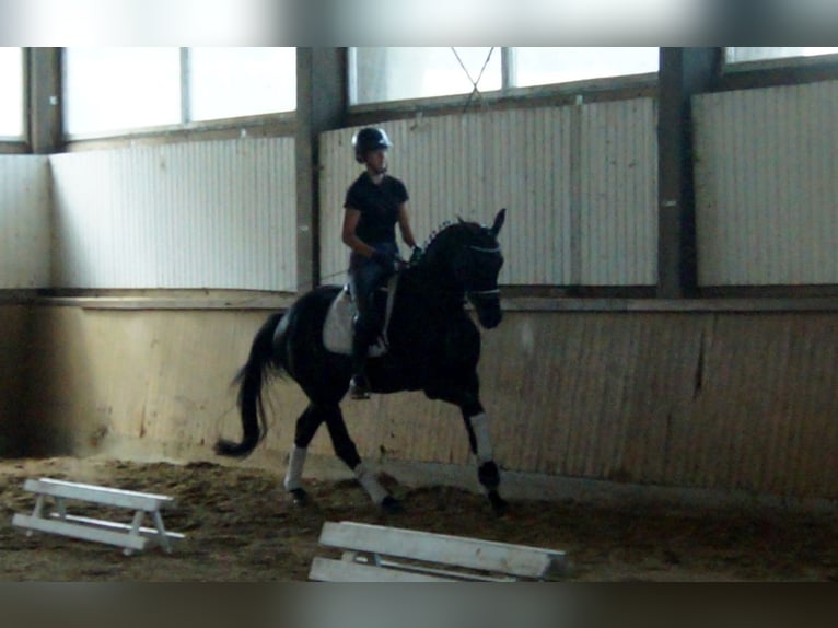 Westfalisk häst Valack 4 år 163 cm Svart in Iserlohn