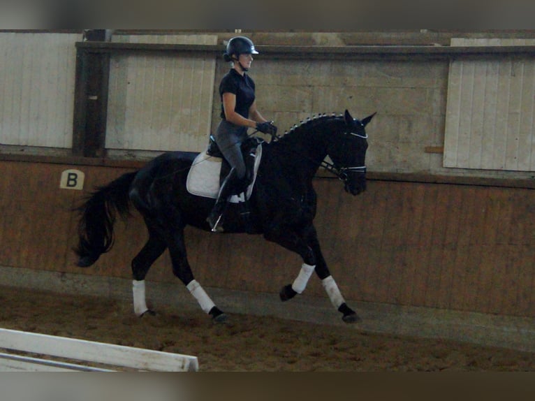 Westfalisk häst Valack 4 år 163 cm Svart in Iserlohn