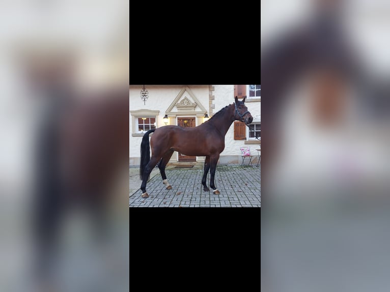 Westfalisk häst Valack 4 år 165 cm Brun in Schöppingen