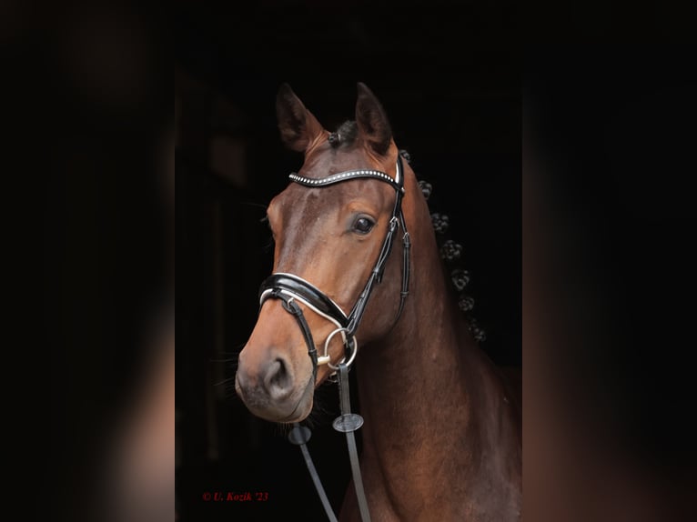Westfalisk häst Valack 4 år 166 cm Mörkbrun in Laer