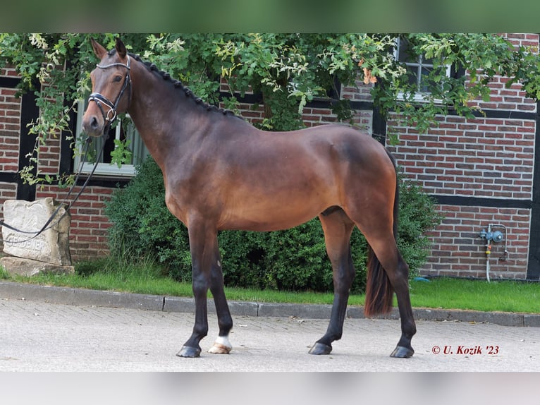 Westfalisk häst Valack 4 år 166 cm Mörkbrun in Laer
