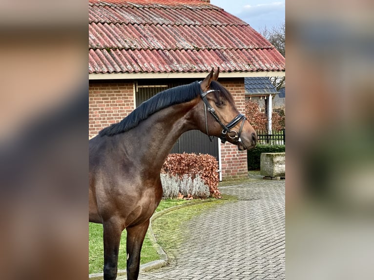 Westfalisk häst Valack 4 år 167 cm Brun in Liessel
