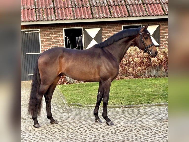 Westfalisk häst Valack 4 år 167 cm Brun in Liessel
