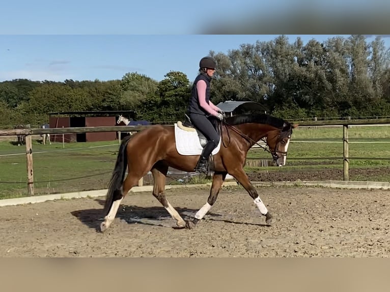 Westfalisk häst Valack 4 år 167 cm Brun in Ennigerloh