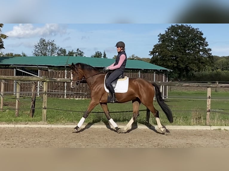 Westfalisk häst Valack 4 år 167 cm Brun in Ennigerloh