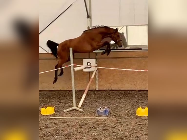 Westfalisk häst Valack 4 år 167 cm Brun in Potęgowo