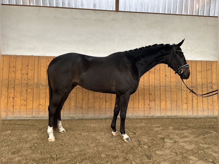 Westfalisk häst Valack 4 år 167 cm Mörkbrun in Salzhemmendorf