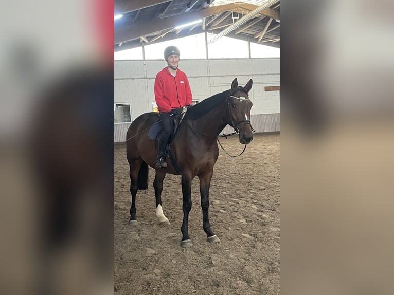 Westfalisk häst Valack 4 år 168 cm Brun in Schenklengsfeld