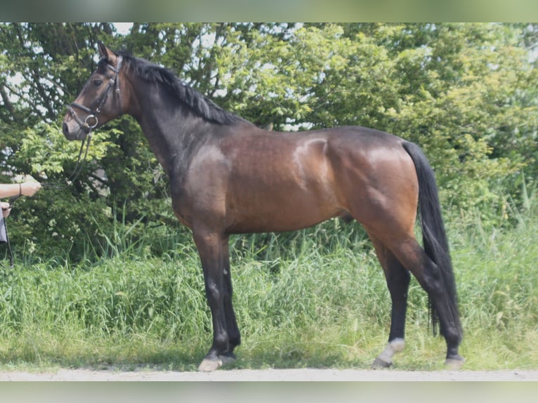 Westfalisk häst Valack 4 år 168 cm Mörkbrun in Worms