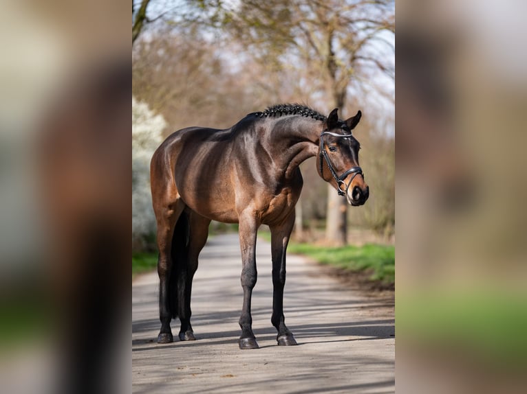 Westfalisk häst Valack 4 år 168 cm Mörkbrun in Kerpen