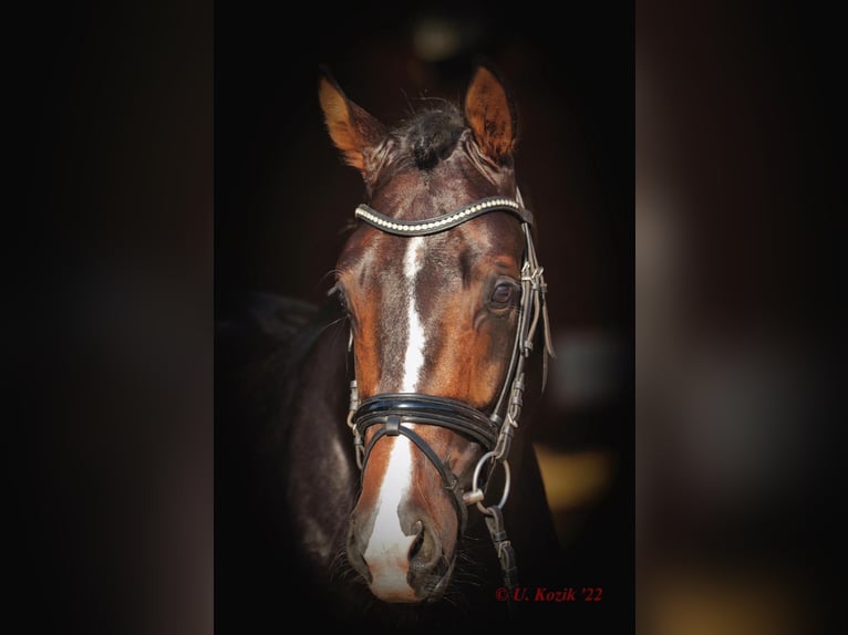 Westfalisk häst Valack 4 år 168 cm Mörkbrun in Greven