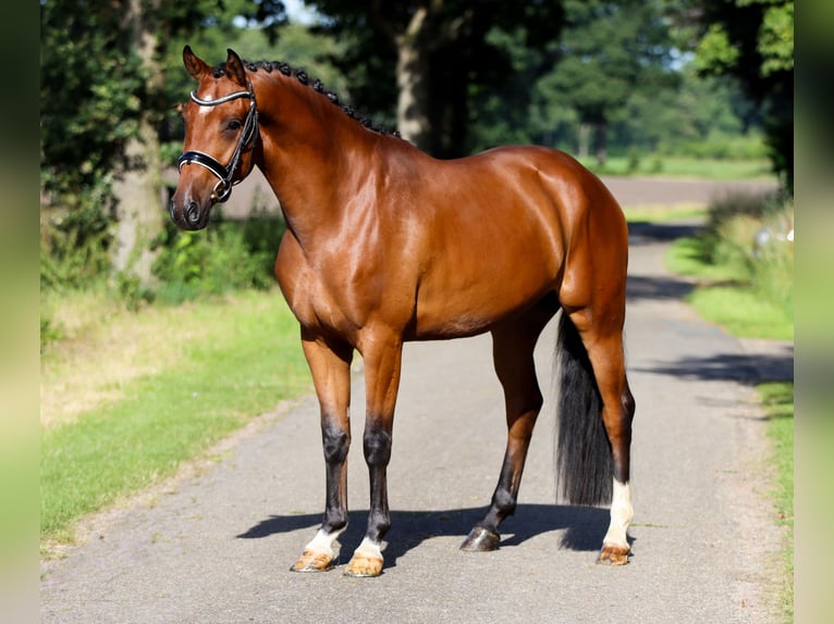 Westfalisk häst Valack 4 år 168 cm Svart in Rees