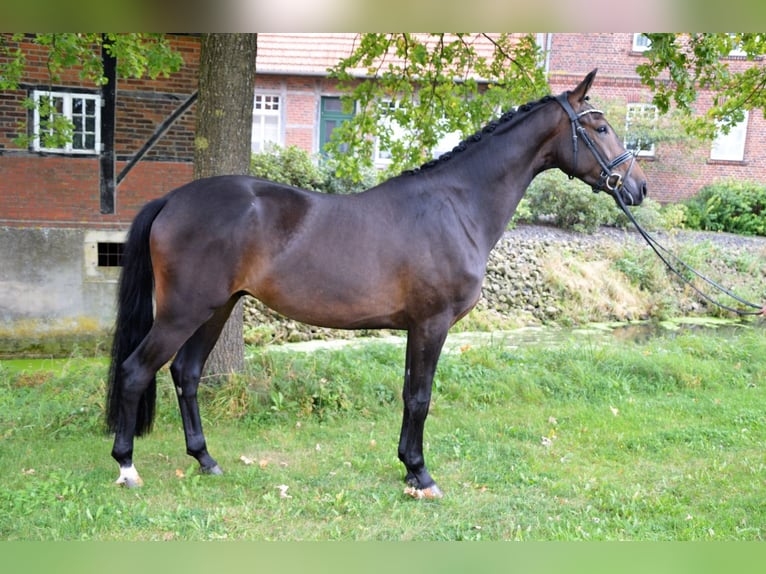 Westfalisk häst Valack 4 år 170 cm Rökfärgad svart in Nottuln