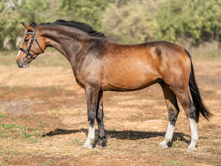 Westfalisk häst Valack 4 år 172 cm Brun in Zduchovice